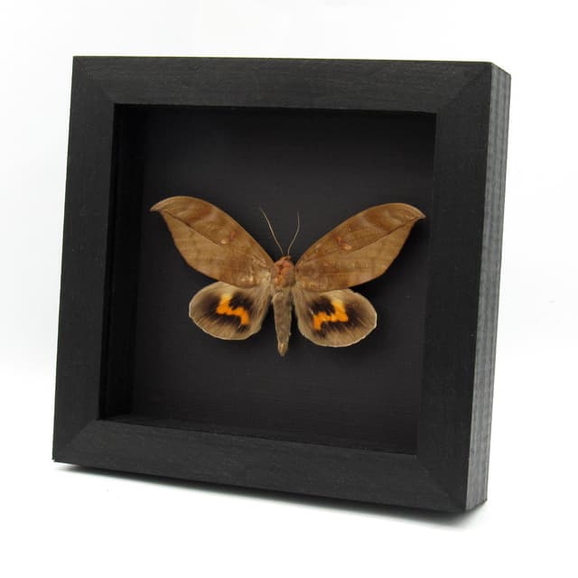 Large real fruit sucking moth framed taxidermy - Phyllodes eyndhovii