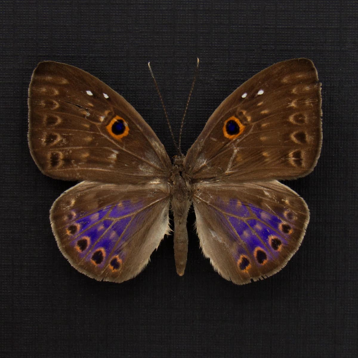 Rare iridescent purple Underleaf butterfly framed taxidermy - Eurybia lycisca
