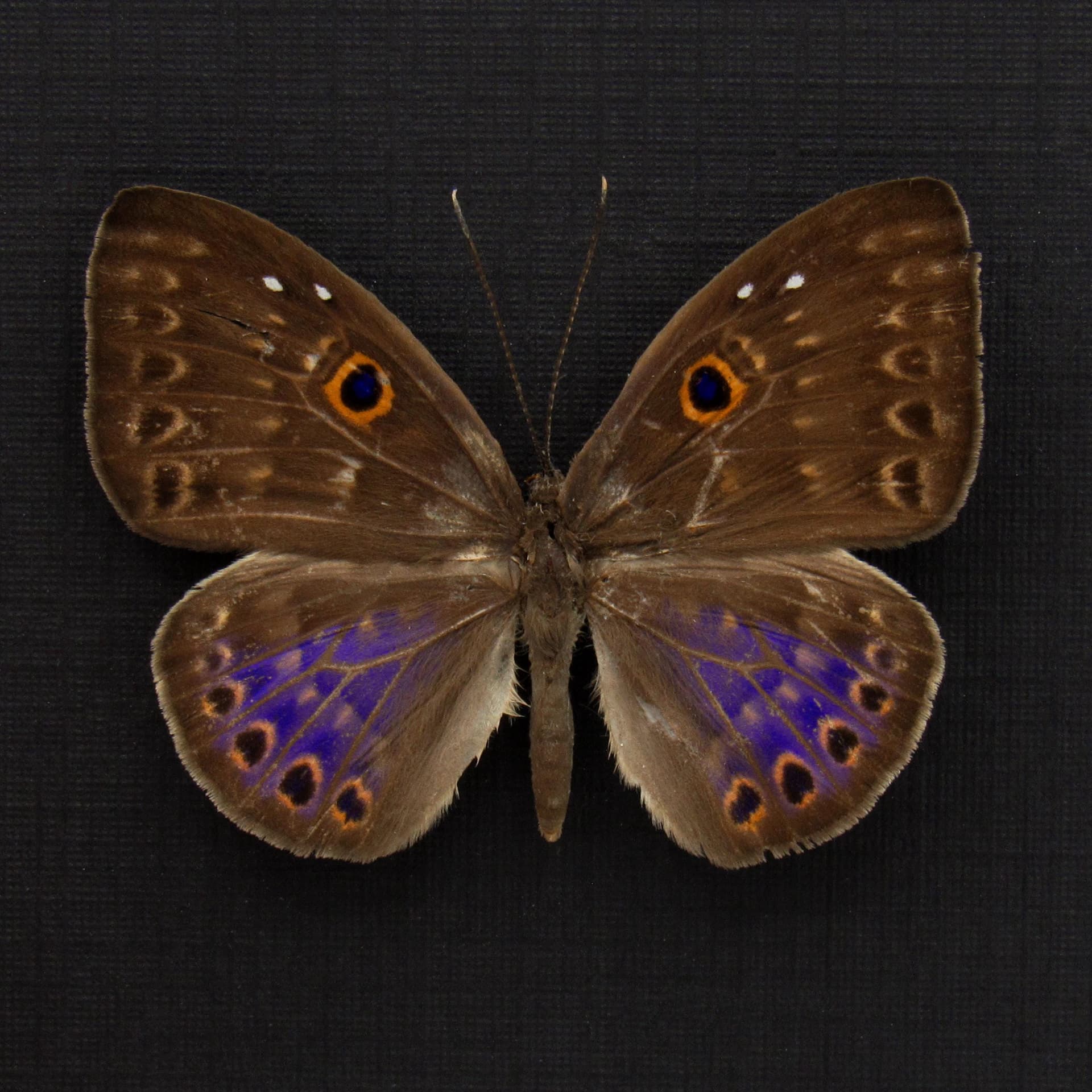 Rare iridescent purple Underleaf butterfly framed taxidermy - Eurybia lycisca