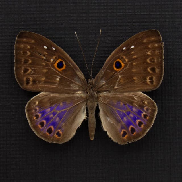 Rare iridescent purple Underleaf butterfly framed taxidermy - Eurybia lycisca