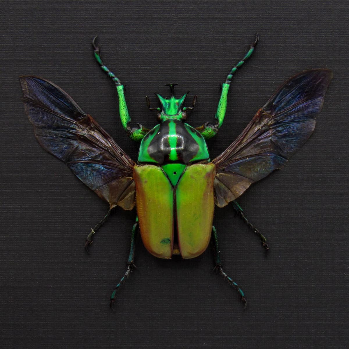 Real green Scarab beetle framed taxidermy - Neptunides polychrous