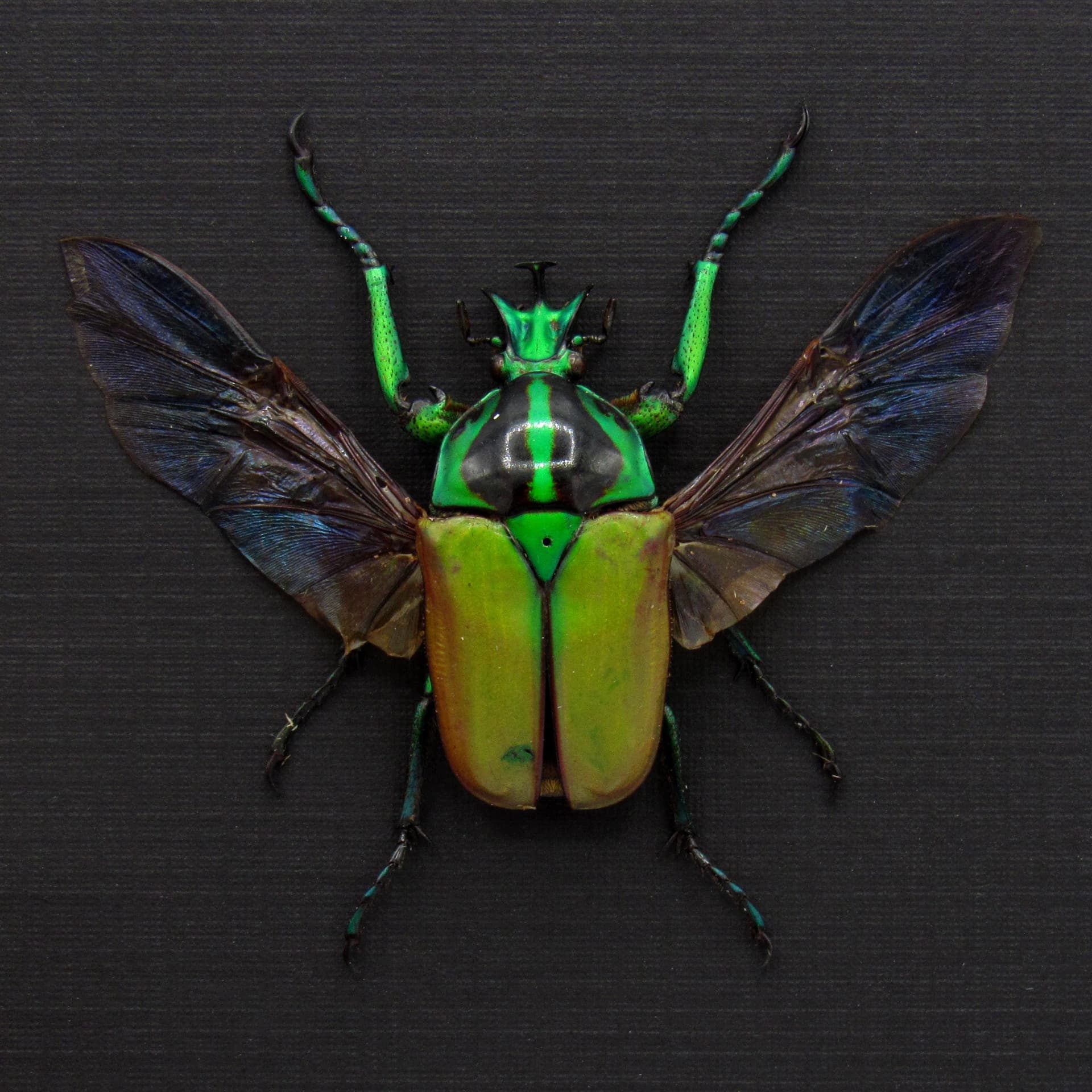 Real green Scarab beetle framed taxidermy - Neptunides polychrous