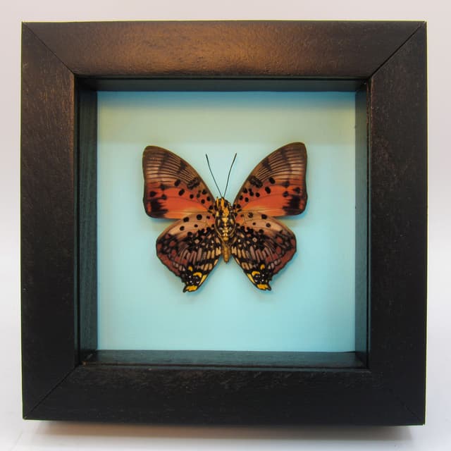 Real framed taxidermy butterfly - Charaxes zingha