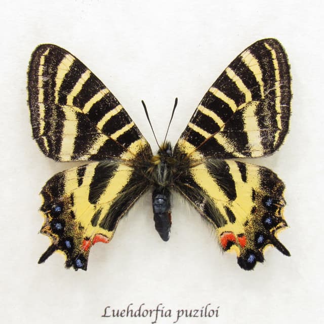 Real framed Princess Gifu Swallowtail butterfly framed specimen - Luehdorfia puziloi - female