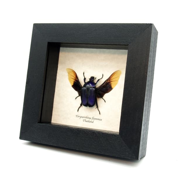 Real purple Scarab beetle framed taxidermy - Torynorrhina flammea