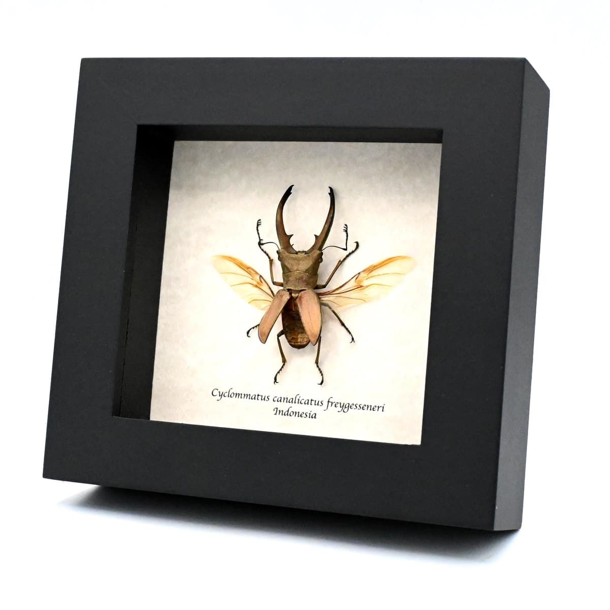 Real Stag beetle framed taxidermy - Cyclommatus canalicatus freygesseneri