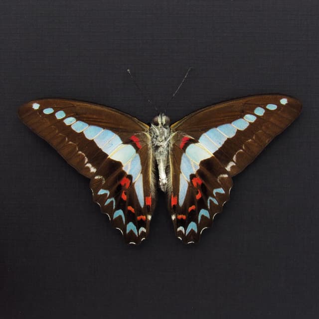 Real Blue Triangle butterfly framed taxidermy - Graphium anthedon - Victorian mount