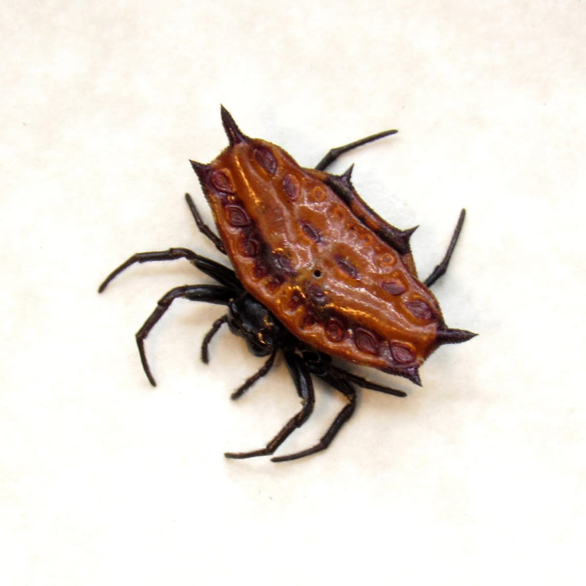 Real tiny Orb Weever Spider framed taxidermy - Gasteracantha diadesmia