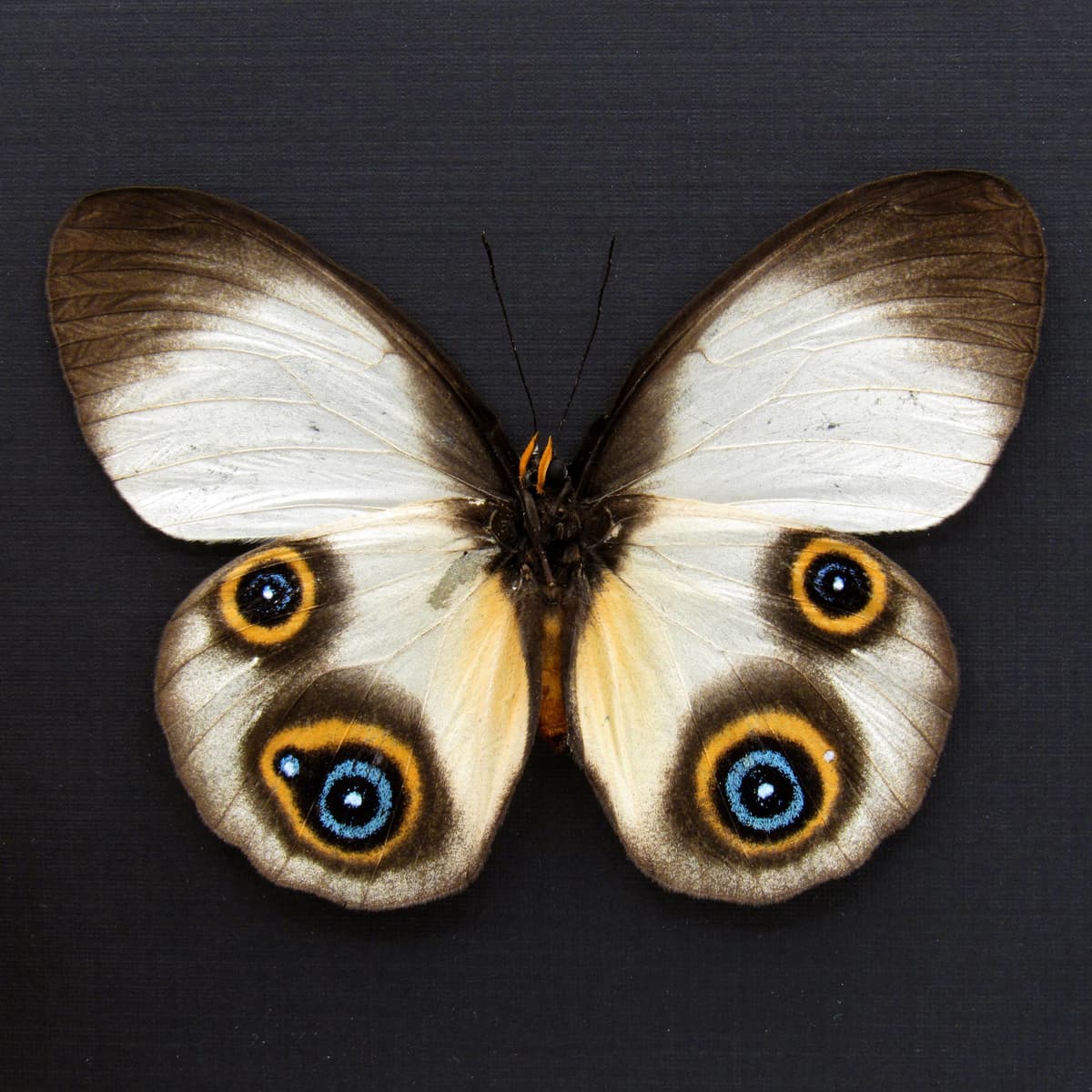Rare Owl butterfly framed specimen - Taenaris dimona - female