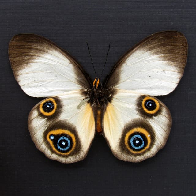 Rare Owl butterfly framed specimen - Taenaris dimona - female