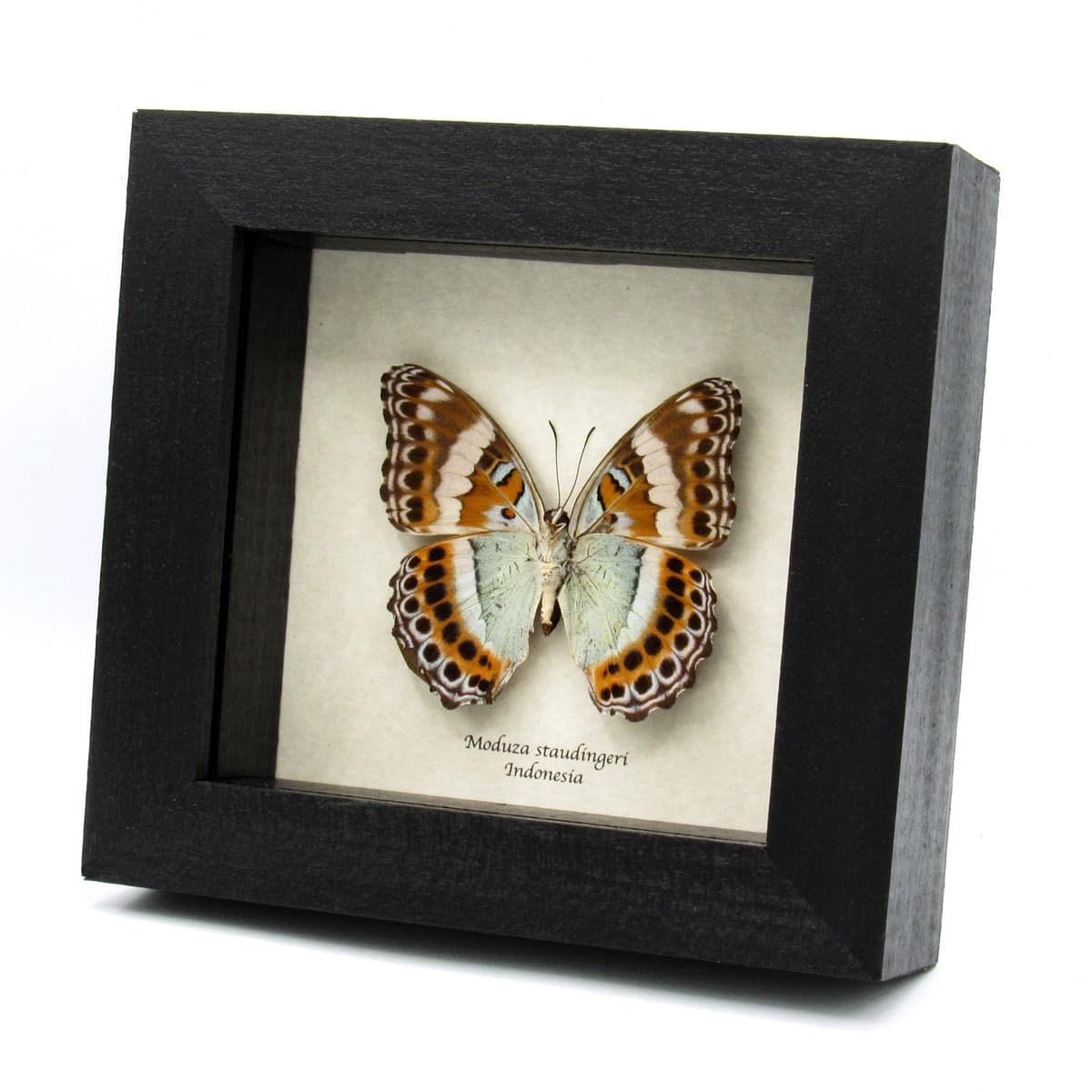 Rare lavender butterfly framed taxidermy - Moduza staudingeri - damaged