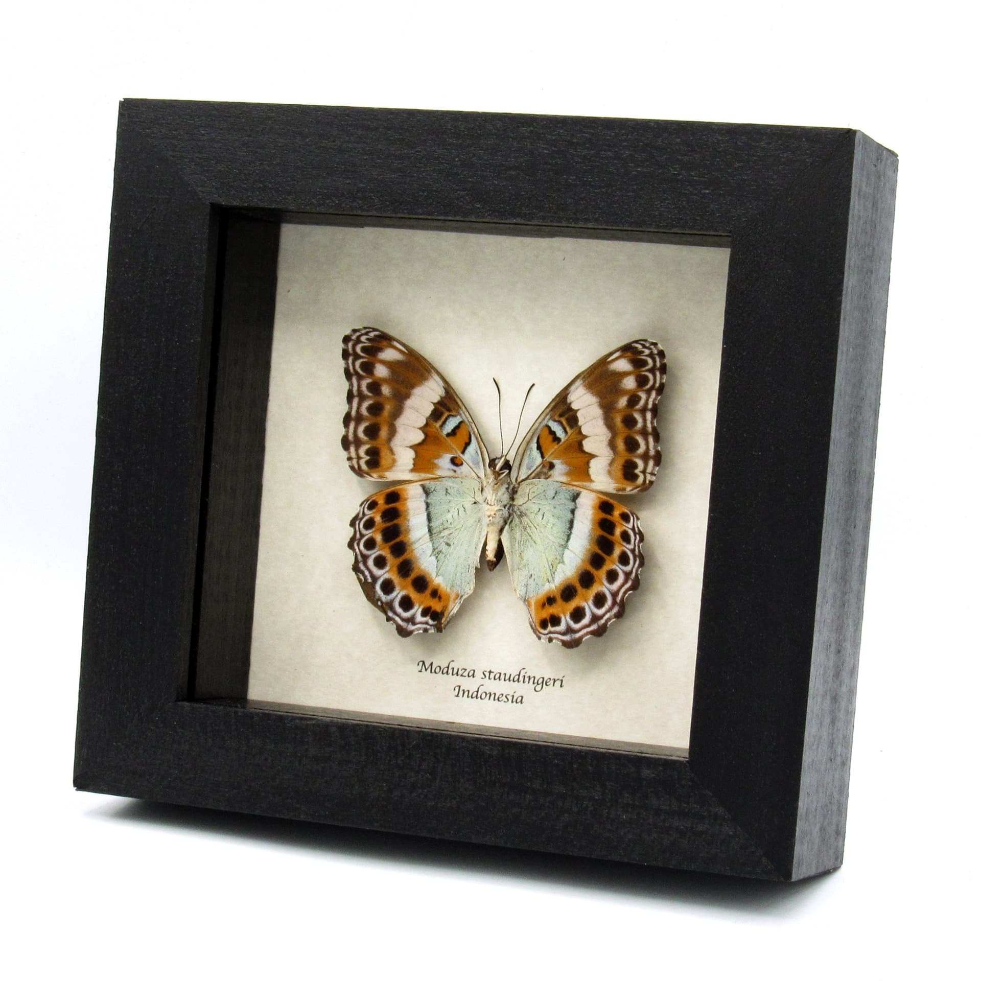 Rare lavender butterfly framed taxidermy - Moduza staudingeri - damaged