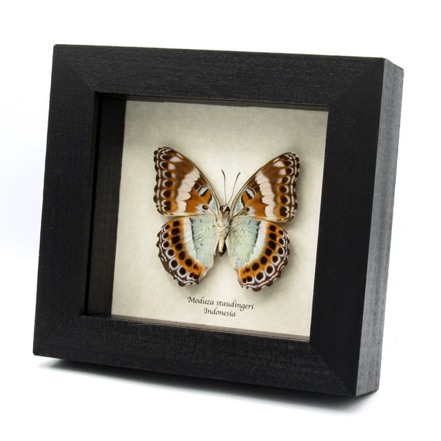 Rare lavender butterfly framed taxidermy - Moduza staudingeri - damaged