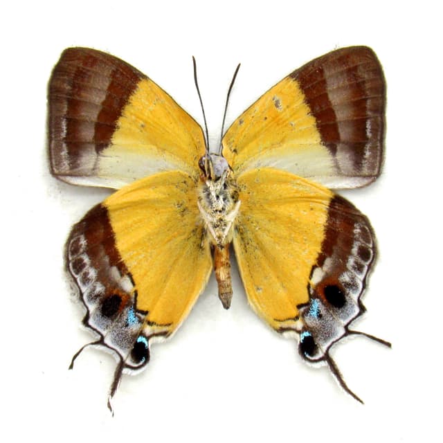 Rare yellow Hairstreak butterfly framed taxidermy - Paruparo arbaimuni