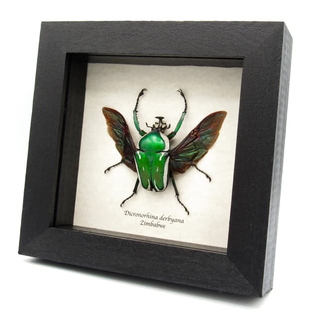 Green metallic scarab beetle framed taxidermy - Dicronorhina derbyana - very large