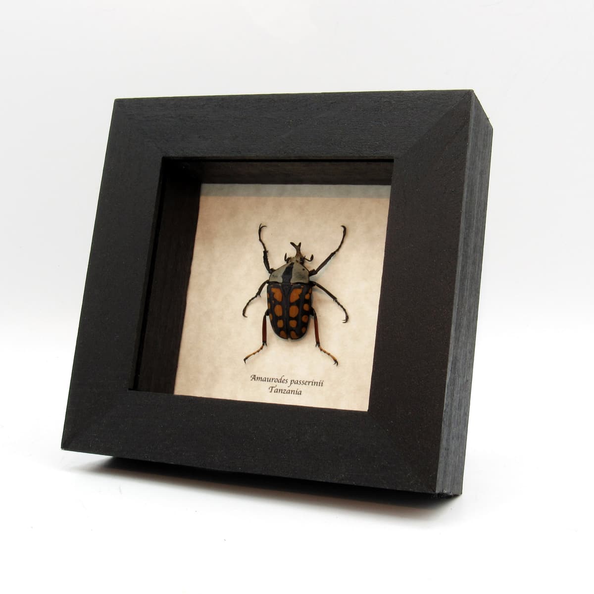 Real beetle framed taxidermy - Amaurodes passerinii