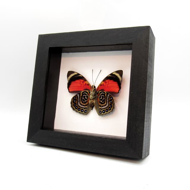 Real red butterfly framed taxidermy - Agrias claudina lugens