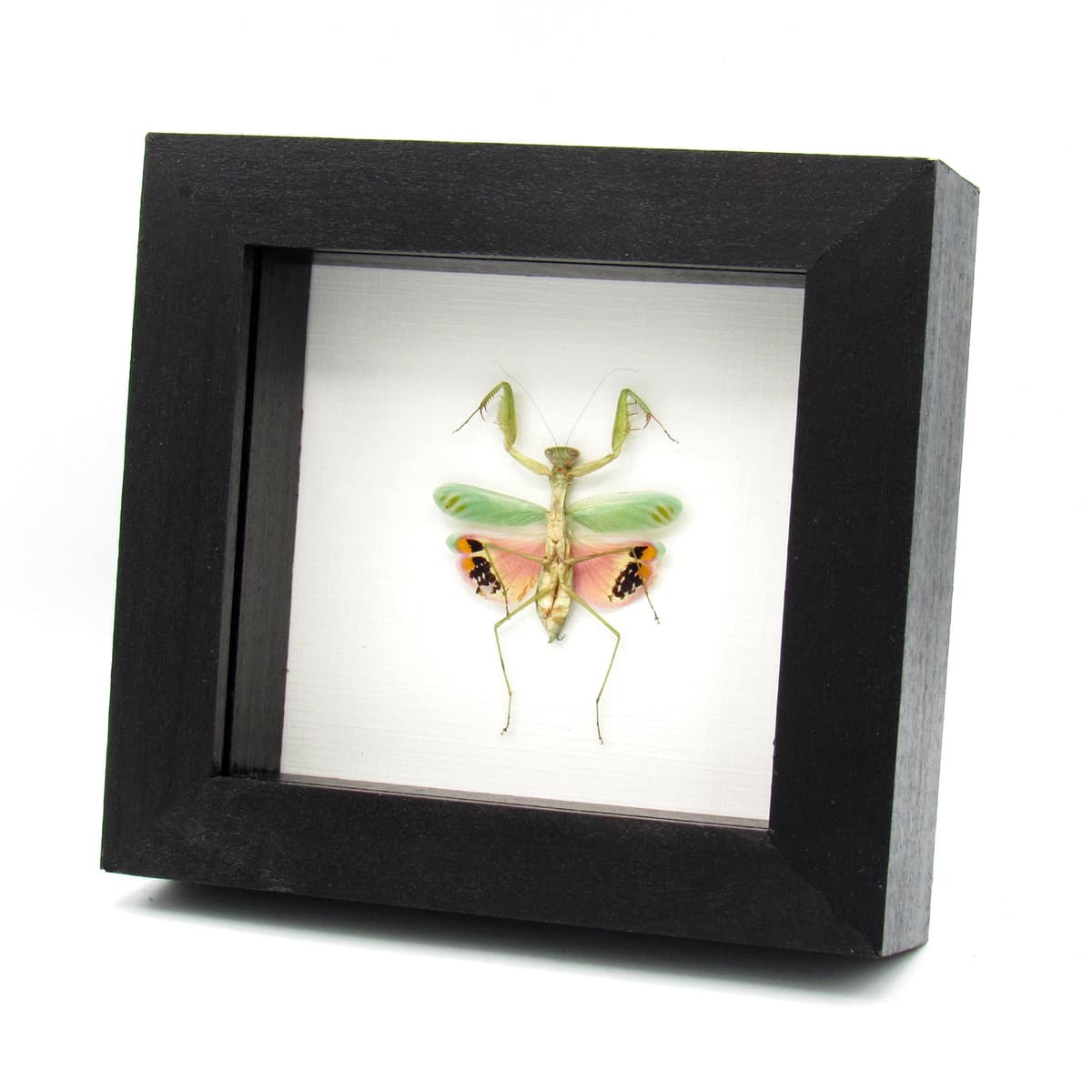 Rare framed Pink Umbrella Mantis taxidermy - Caliris elegans - female