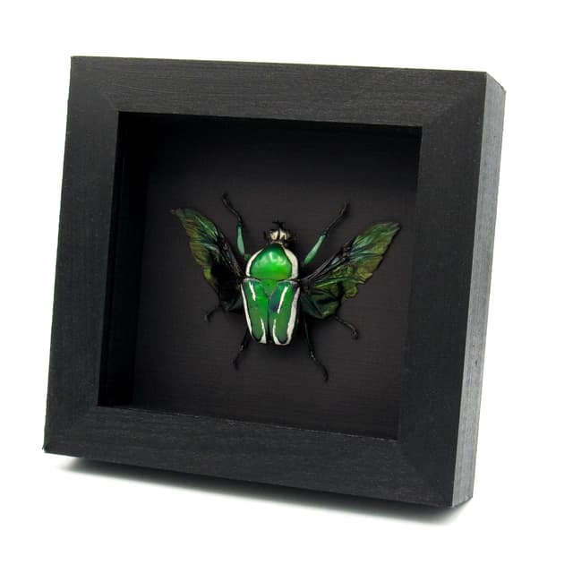 Real metallic green Scarab beetle framed taxidermy - Dicronorhina derbyana