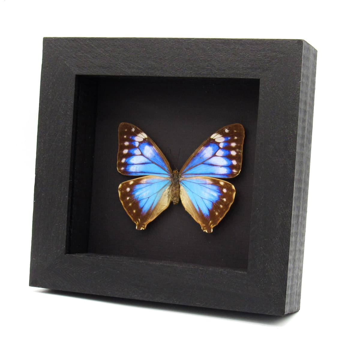 Rare blue Morpho butterfly framed taxidermy - Morpho Aega - female