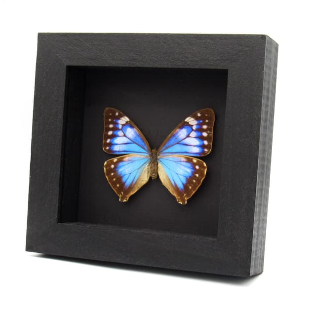 Rare blue Morpho butterfly framed taxidermy - Morpho Aega - female