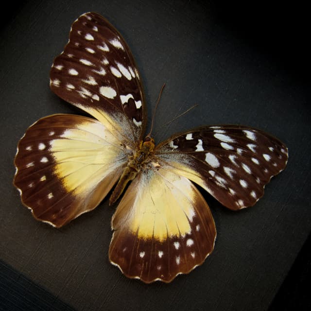 Real framed taxidermy butterfly - Cymothoe beckeri