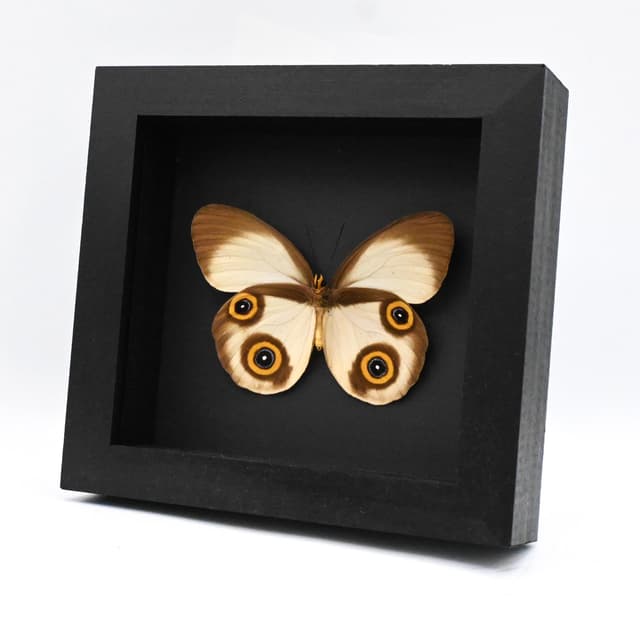 Rare Owl butterfly framed taxidermy - Taenaris selene - large female