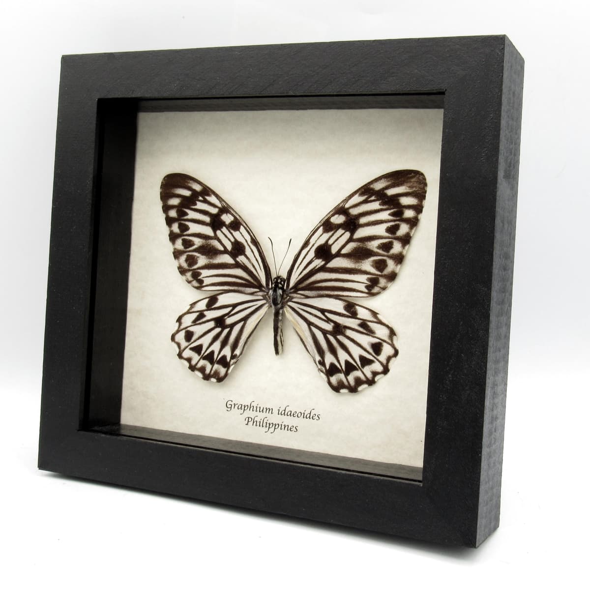 Very rare giant Graphium butterfly specimen - Graphium idaeoides