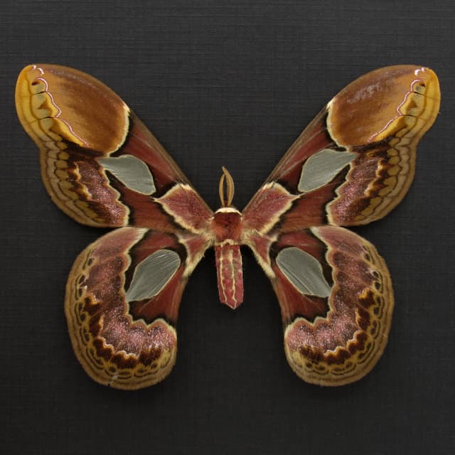Real Rothschild's Silk moth framed taxidermy - Rothschildia erycina - large female
