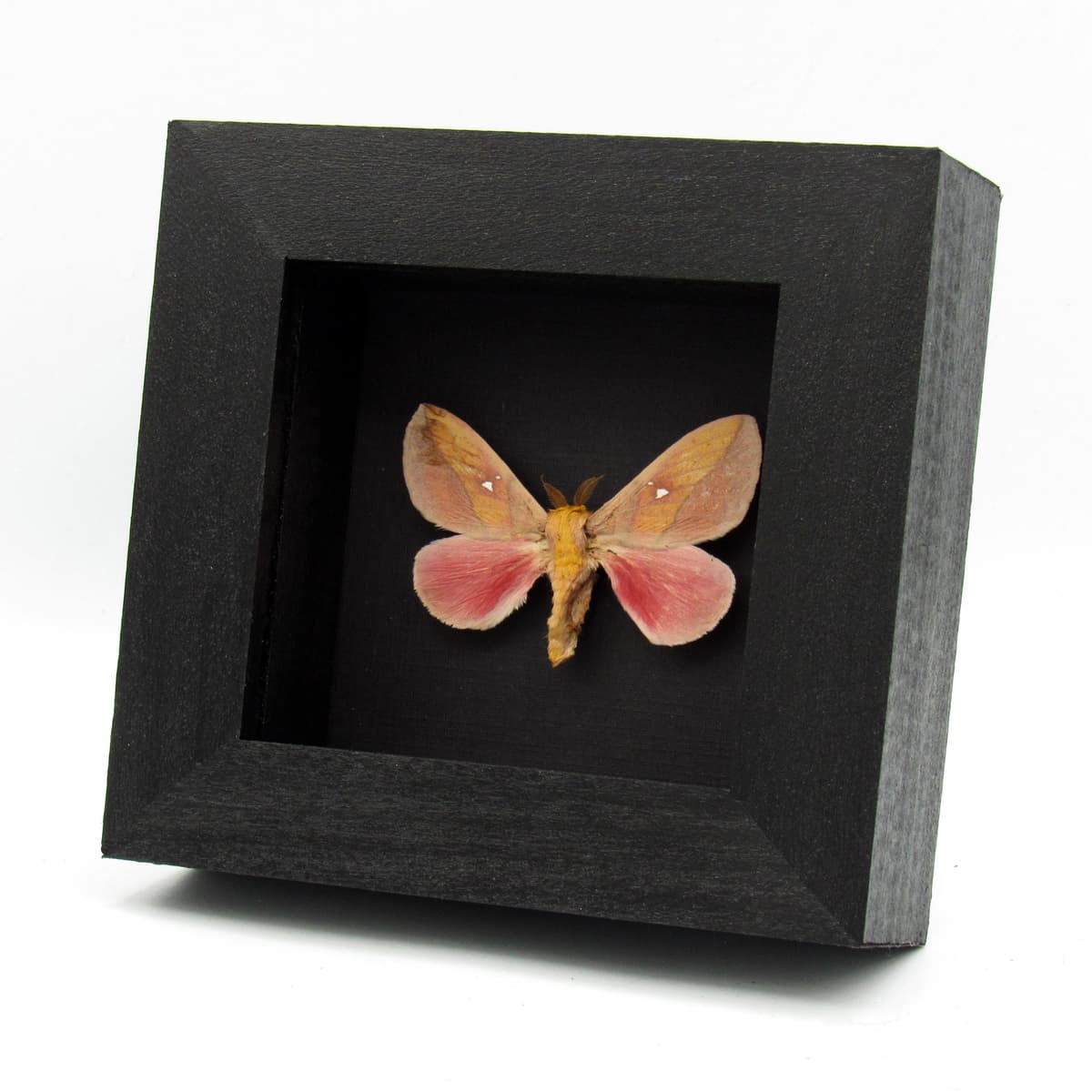 Real pink Saturn moth framed taxidermy - Syssphinx montana
