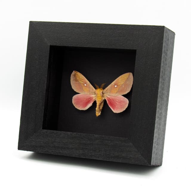 Real pink Saturn moth framed taxidermy - Syssphinx montana