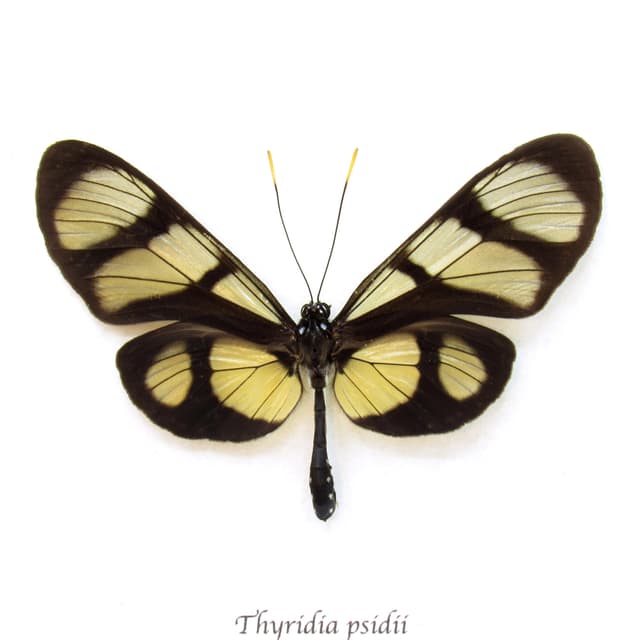Real Clear Wing butterfly framed taxidermy - Thyridia psidii