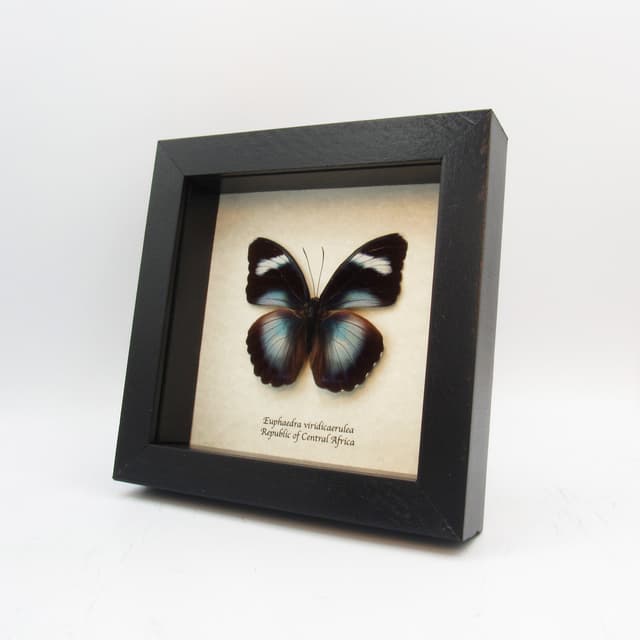 Real blue Forester butterfly framed taxidermy - Euphaedra viridicaerulea