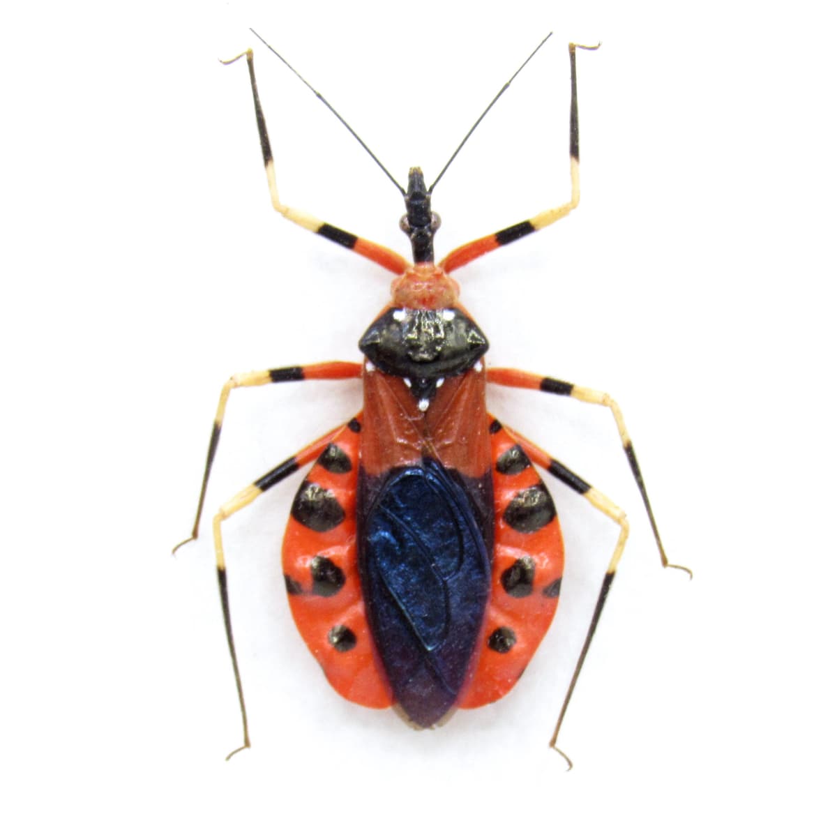 Real red Assassin bug framed taxidermy - Heteroptera species