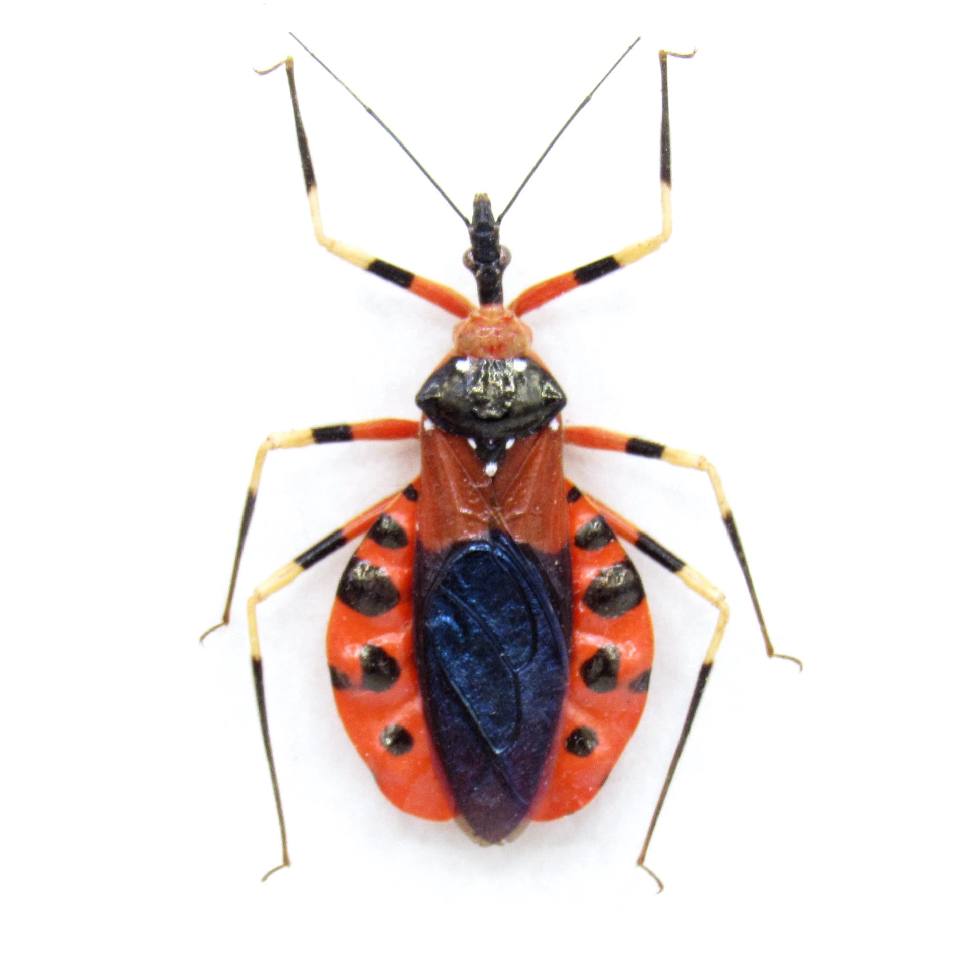 Real red Assassin bug framed taxidermy - Heteroptera species