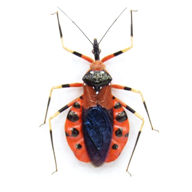 Real red Assassin bug framed taxidermy - Heteroptera species