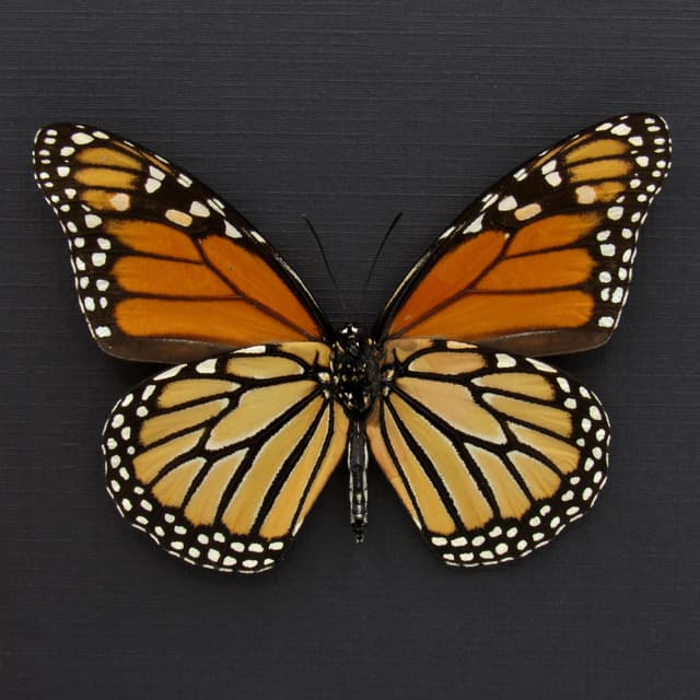Real Monarch framed taxidermy butterfly - Danaus plexippus