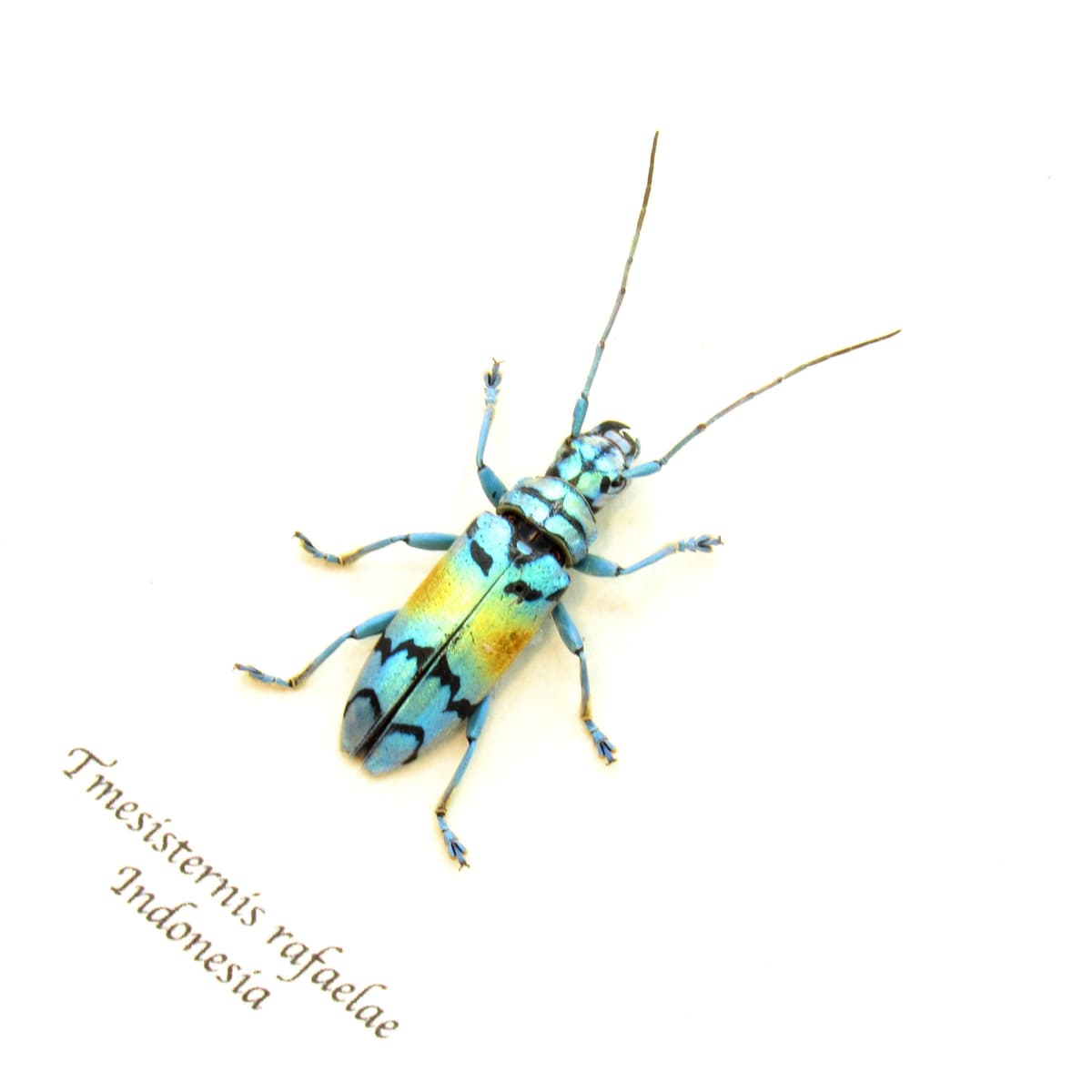 Real framed beetle taxidermy - Tmesisternis rafaelae