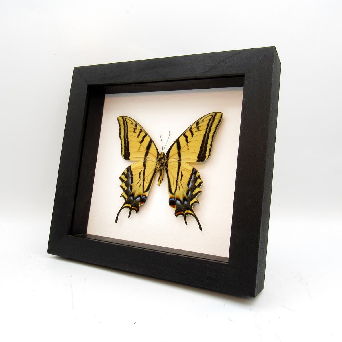 Real XL Two-Tailed Swallowtail framed taxidermy - Papilio multicaudata - female