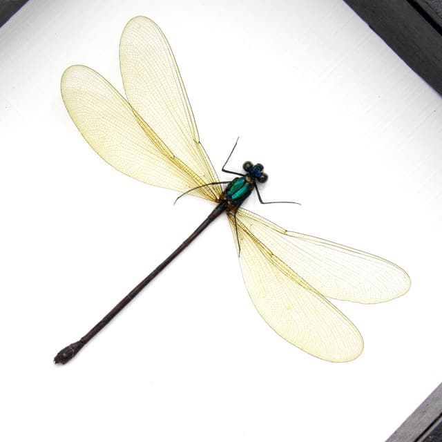 Real large green Dragonfly framed taxidermy - Vestalis luctuosa - female