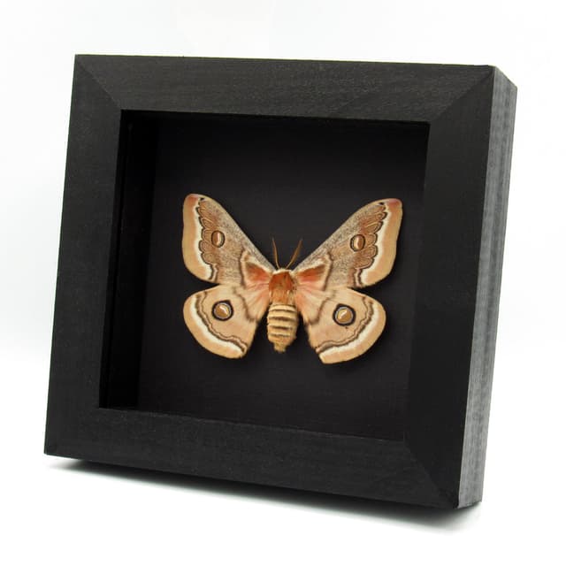 Real white Saturn moth framed taxidermy - Neoris huttoni - large female