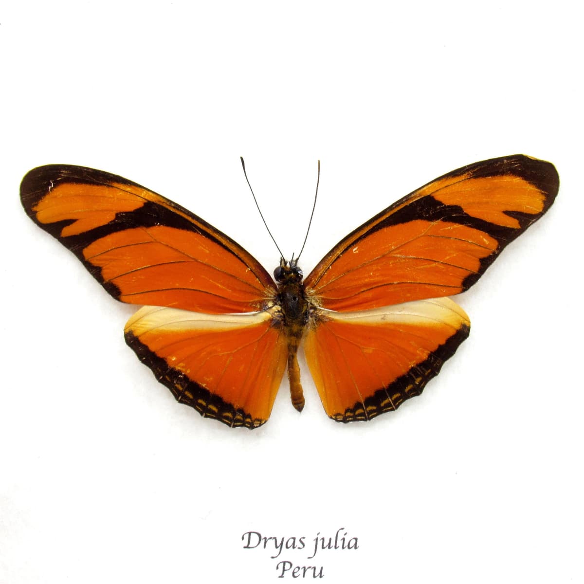 Real orange Julia Longwing butterfly framed taxidermy - Dryas julia