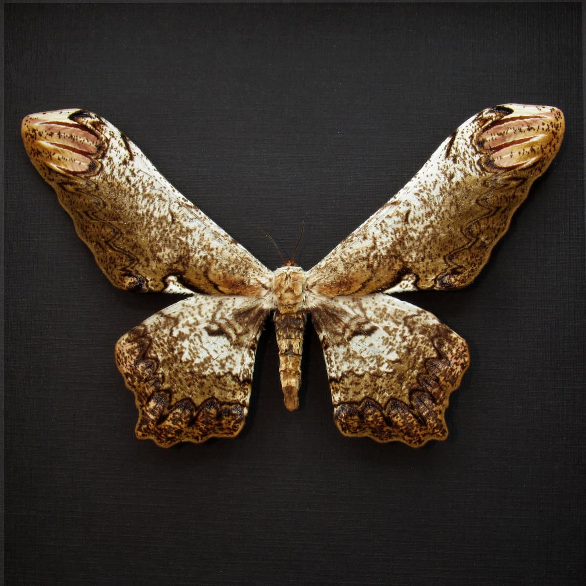 Rare Giant Saturn moth framed taxidermy - Loxolomia serpentina - female