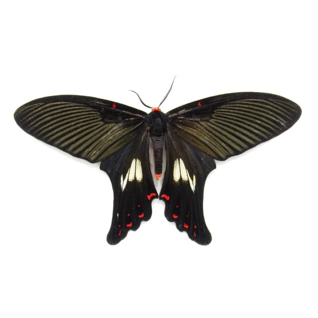 Rare moth framed taxidermy - Epicopeia polydora - Butterfly mimic - Victorian mount