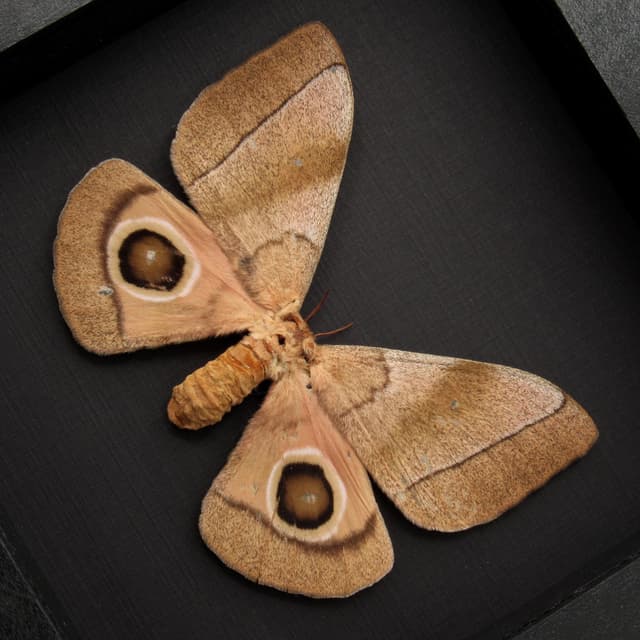 Rare pink Giant African Emperor moth framed taxidermy - Gonimbrasia hecate - female