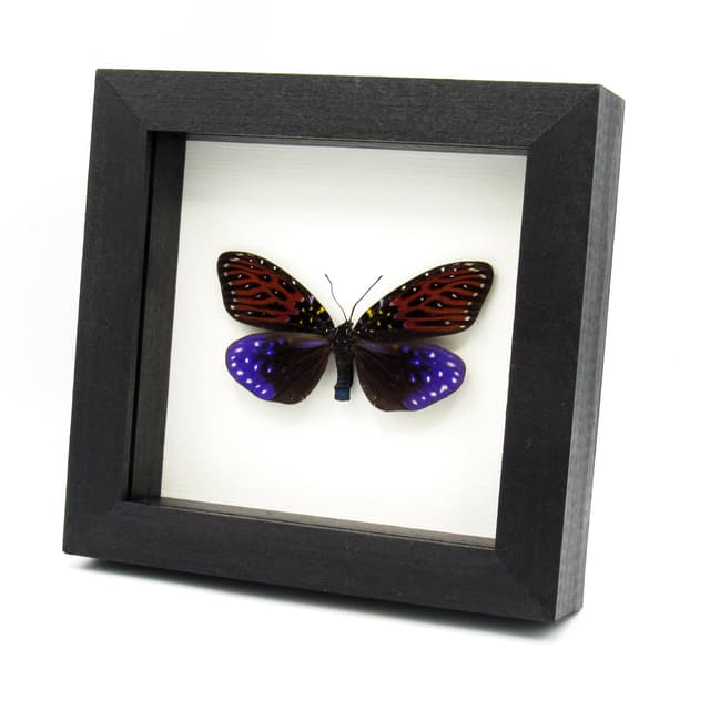 Real Day Flying moth framed taxidermy - Amesia sanguiflua - XL female