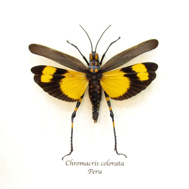 Rare yellow Grasshopper framed taxidermy - Chromacris colorata