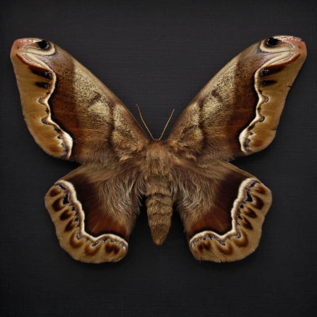Massive rare furry Saturn moth framed taxidermy - Arsenura biandulata - minor repair