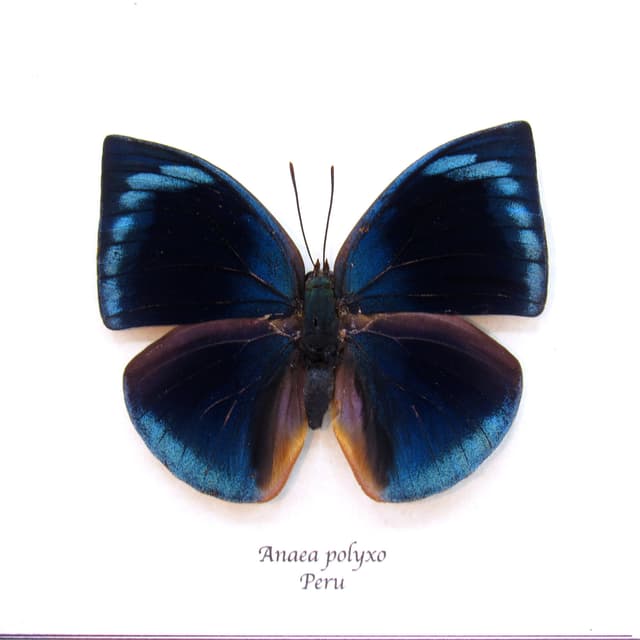 Real iridescent blue butterfly framed taxidermy - Anaea polyxo