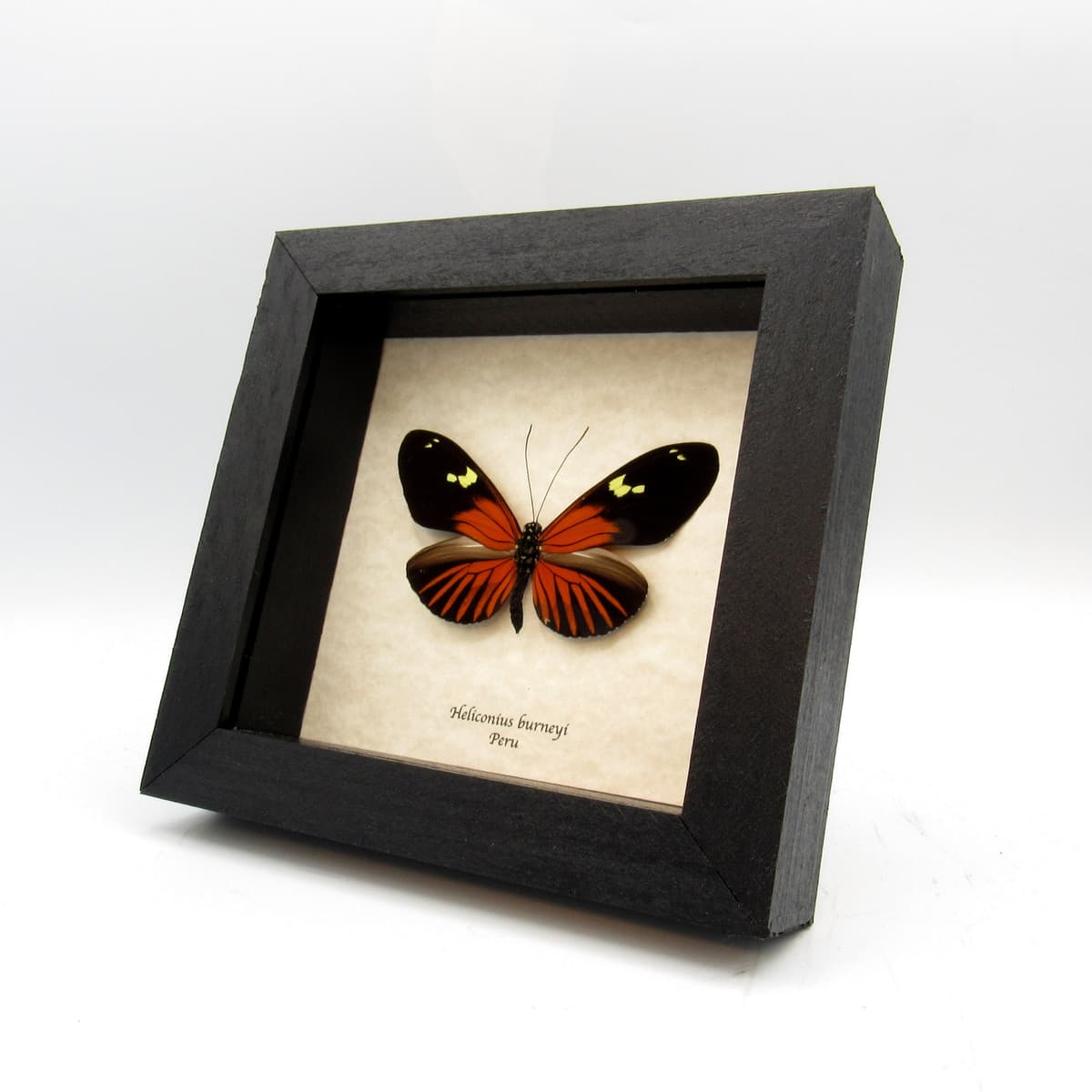 Large real red Longwing butterfly framed taxidermy - Heliconius burneyi
